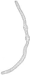 Fallaciella robusta. Ccross-section of lower laminal cells including double costa. Drawn from holotype, A.J. Fife 8137, CHR 438186.
 Image: R.C. Wagstaff © 2003 British Bryological Society. Reprinted by permission of Informa UK Limited, trading Taylor & Francis Group, https://www.tandfonline.com on behalf of British Bryological Society. Reprinted by permission of Informa UK Limited, trading Taylor & Francis Group, https://www.tandfonline.com on behalf of British Bryological Society.